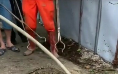 Kakve nemani! Začuli neobične zvukove ispod nogostupa, ovakvo otkriće nisu očekivali