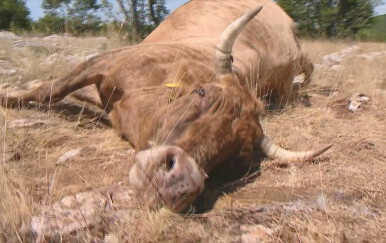 Oni su se prije tri godine borili s bedrenicom: "To su bili dosta teški simptomi"