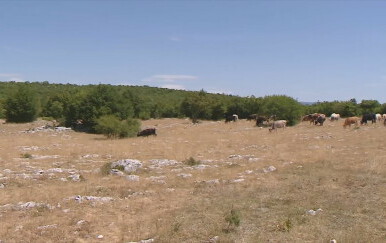 Pomor stoke pod Svilajom