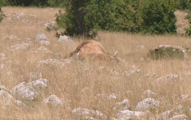 Šef veterinarske komore o misterioznom pomoru krava