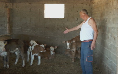 Stočari na rubu živaca, a uzorci još nisu ni stigli na analizu