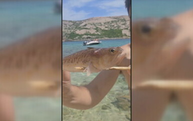 Riba pauk, otrov joj je poprilično snažan