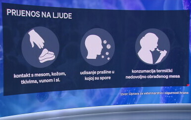 Što je bedrenica, bolest koja je izazvala velik pomor stoke?