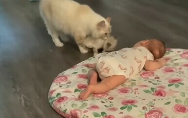 Može li slađe? Susret dvije prinove raznježio internet, pogledajte upoznavanje bebe i mace