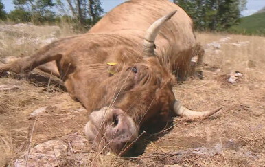 Ažuriran Program kontrole bedrenice; sve mjere provode se redovno i kontinuirano