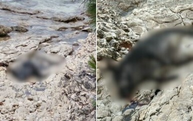 More je izbacilo lešinu divlje svinje pred kuću, stoji tamo već danima