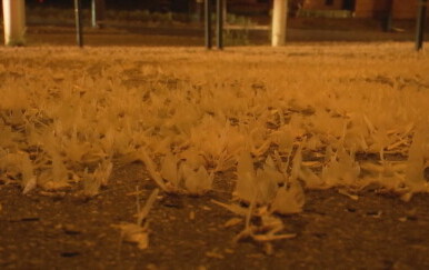 Najezda kukaca u Budimpešti - 6