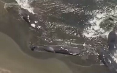 VIDEO Jeziv prizor na plažama Rusije i Japana: Stradavaju nakon razornog potresa