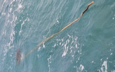 Surfer primijetio štap u vodi – istina ga je šokirala