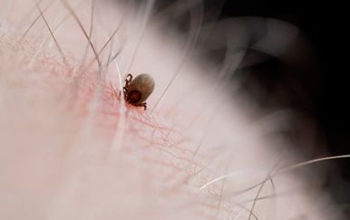 Rijetki virus koji prenose krpelji sve se brže širi – može se prenijeti već za 15 minuta