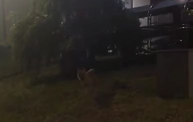 Pojavio se novi video "vuka": Sada je snimljen u Oroslavju, pitali smo stručnjaka o kojoj zvijeri se doista radi