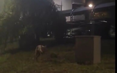 Pojavio se novi video "vuka": Sada je snimljen u Oroslavju, pitali smo stručnjaka o kojoj zvijeri se doista radi