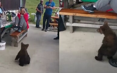 Planinari iz BiH objavili snimku medvjedića, komentari su brutalni: "Za njega je to smrtna kazna"