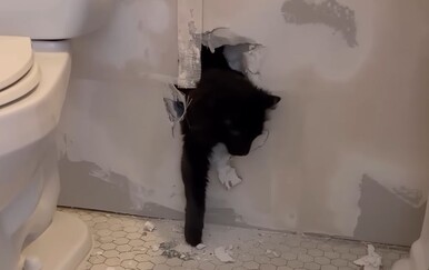 Majstori joj zazidali mačku, vlasnica podijelila uznemirujuću snimku