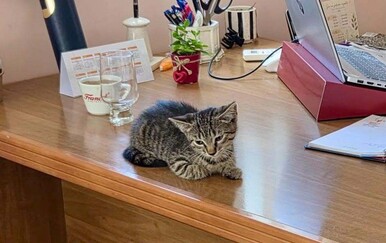 Mačić Božo dobio posao iz snova u Obrtničkoj Komori
