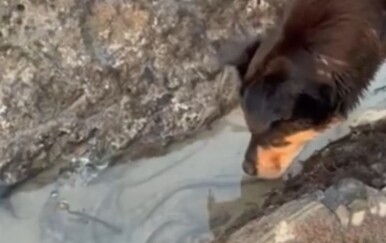 Pas prvi put sreo hobotnicu, vlasnici uspjeli snimiti neobičan susret