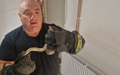 Nesvakidašnja intervencija u Vranju: Poznati zmijolovac izvadio poskoka iz zida obiteljske kuće