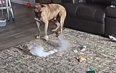 Pazite gdje ih ostavljate! Pas izazvao požar jer se dokopao spravice kojoj nikako ne bi trebao imati pristup