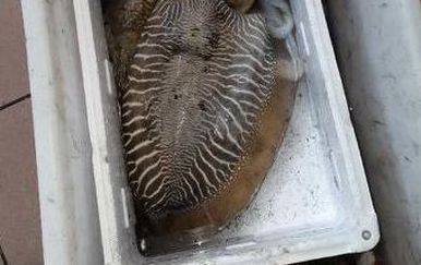 Ribar s Krka ulovio sipu težu od 4 kilograma (Foto: Dnevnik.hr)