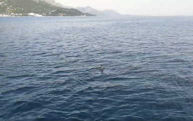 Morski pas pored Makarske (Foto: Screenshot/Cro2Go)