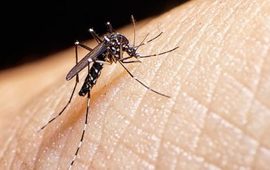 Tigrasti komarac (Foto: Getty)