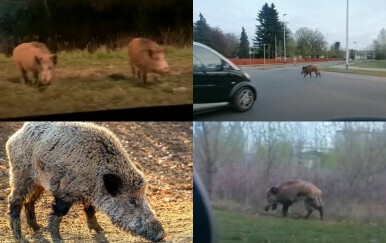 Divlje svinje haraju Zagrebom