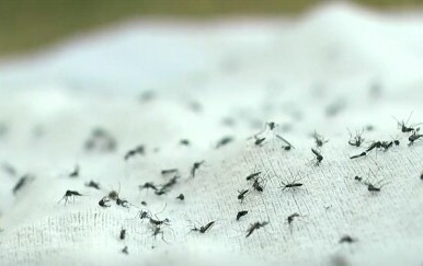 Suzbijanje komaraca biotehnologijom - 1