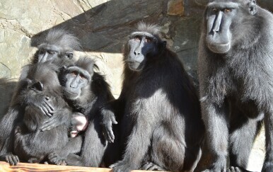 Majmuni iz zoološkog vrta
