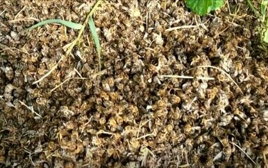 Pomor pčela zbog tretiranja komaraca - 5