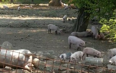 Novi slučajevi afričke svinjske kuge - 3