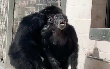 Čimpanza Vanilla
