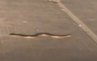 VIDEO Jezive snimke iz susjedstva: Grad pod opsadom zmija, građani jako zabrinuti