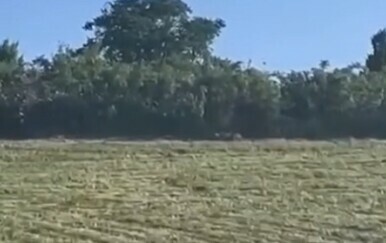"Ne prilazite životinji!" Njemačke vlasti tragaju za opasnim predatorom, dignut je i helikopter