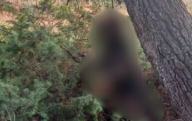 Zadarska policija istražuje slučaj, monstrum objesio psa za drvo