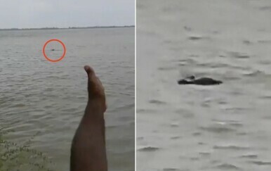 Krokodil odvukao dječaka u rijeku