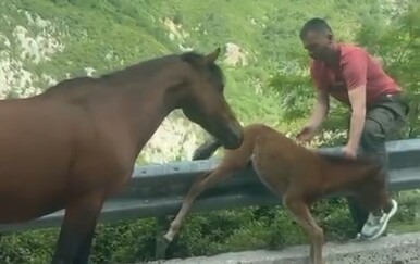 "Svaka čast, ljudino!": Konji zalutali na cestu, a muškarac pokazao veliko srce