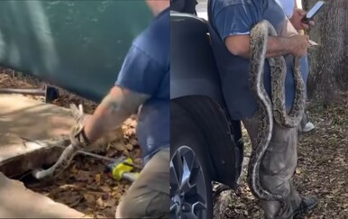 Pronašao ogromnu zvijer ispod pločnika, a to je bio samo početak uklanjanja