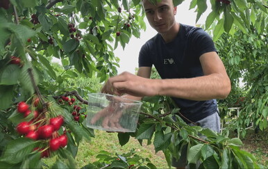 U ovom baranjskom selu voće prodaju na poštenje i povjerenje: "Nikad nema problema"