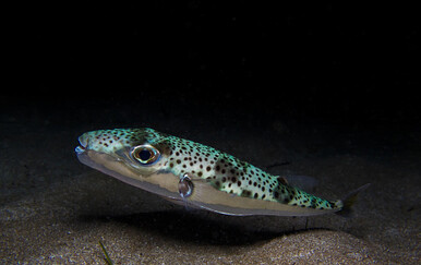 Srebrnopruga napuhača širi se grčkim vodama