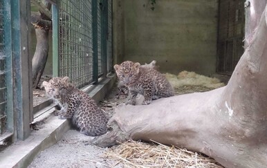 ZOO: U Zagrebu se okotila prva dva kineska leoparda u Europi ove godine