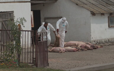 Hrvatska poljoprivredna komora o afričkoj svinjskoj kugi