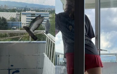 Hrvatska poduzetnica pokušala zaštititi balkon od golubova, rezultati su urnebesni