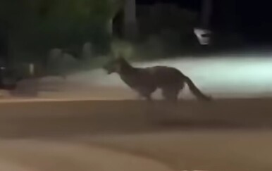 Vuk snimljen kako trči kroz Stubičke Toplice