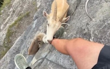 Alpinist doživio bliski susret nasred litice, ovakvo društvo nije očekivao