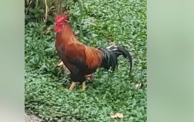 Izmučena je kokoš brže-bolje zbrisala s radara kada se za to ukazala prilika (FOTO: Facebook/Screenshot)
