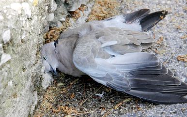 Mrtav golub (Foto/Arhiva: Ivana Ivanovic/PIXSELL)