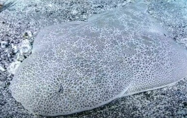 Izumrla vrsta morskog psa vratila se u Jadran - 3