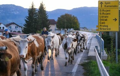 Stočarstvo u Hrvatskoj