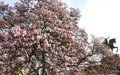Procvjetala magnolija na Trgu kralja Tomislava u Zagrebu - 8