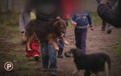 Provjereno: Odnos romske djece prema psima - 2